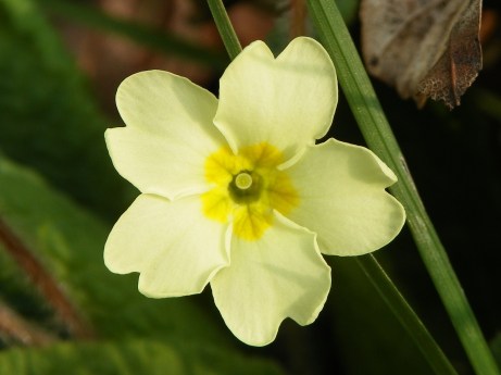 Primrose_(Primula_vulgaris).jpg